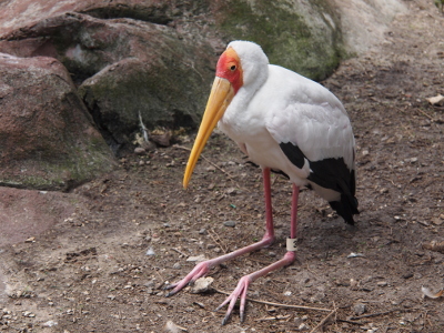 [A white stork with black under feathers sits on the ground with its pink legs. It has a pink patch around its eyes adjacent to the all yellow bill.]